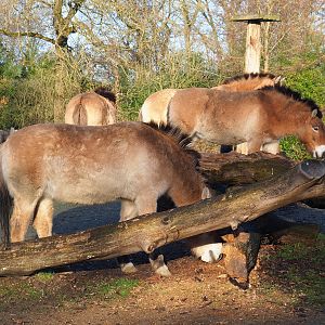 Przewalski's horses (Equus ferus przewalskii), 2022-01-30