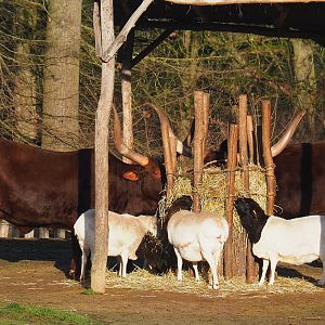 Ankole-Watusi cattle (Bos taurus indicus) and Somali sheep (Ovis aries), 2022-01-30