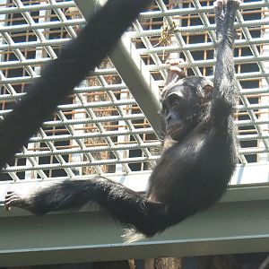 Juvenile Bonobo (Pan paniscus), 2022-01-30