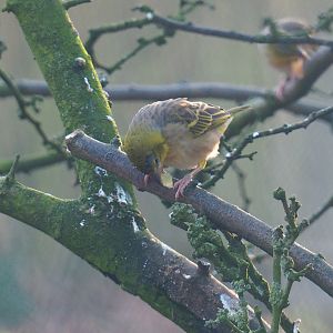 Female village weaver (Ploceus cucullatus), 2022-01-30
