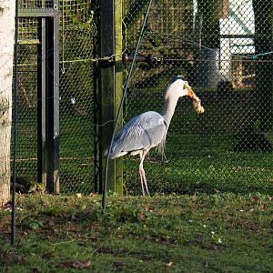 Wild Grey heron (Ardea cinerea) raiding food put out for white storks, 2022-01-30
