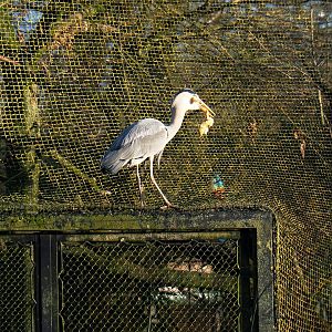 Wild Grey heron (Ardea cinerea) raiding food put out for white storks, 2022-01-30