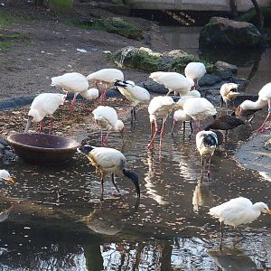 Foraging birds in the African waterfront aviary, 2022-01-30