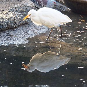 Western cattle egret (Bubulcus ibis), 2022-01-30