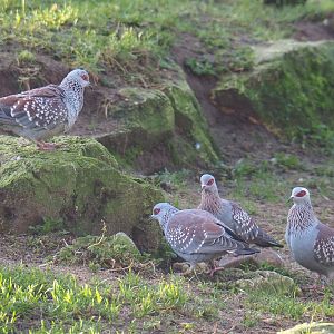 Speckled pigeons (Columba guinea), 2022-01-30