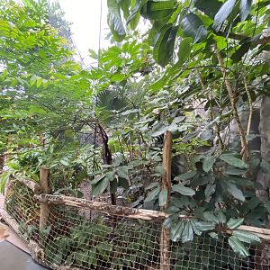 Islands - Monsoon Forest 221022