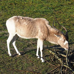 Addax (Addax nasomaculatus), 2022-01-30