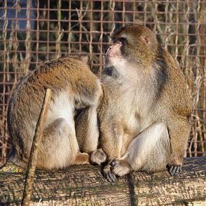 Barbary macaques (Macaca sylvanus), 2022-01-30
