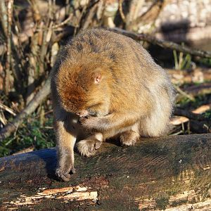 Barbary macaque (Macaca sylvanus), 2022-01-30
