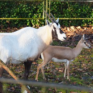 Arabian oryx (Oryx leucoryx) and Slender-horned gazelle (Gazella leptoceros), 2022-01-30