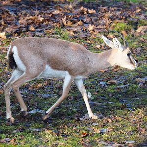 Slender-horned gazelle (Gazella leptoceros), 2022-01-30