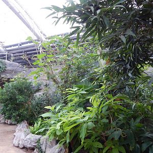 Islands - Monsoon Forest 221022