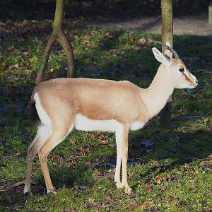 Slender-horned gazelle (Gazella leptoceros), 2022-01-30