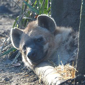 Spotted hyena (Crocuta crocuta), 2022-01-30