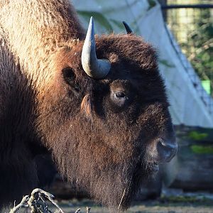 American Plains bison (Bison bison bison), 2022-01-30