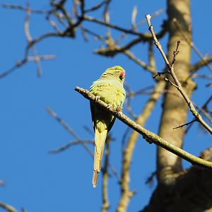 Feral Indian ring-necked parakeet (Psittacula krameri), 2022-01-30