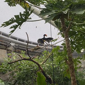 Islands - Monsoon Forest - Javan rhinoceros hornbill aviary 221022
