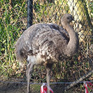 Darwin's rhea (Rhea pennata), 2022-01-30