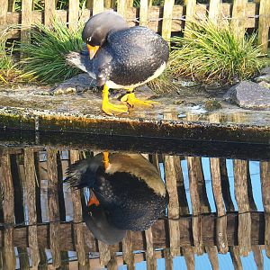 Magellanic flightless steamer duck (Tachyeres pteneres), 2022-01-30