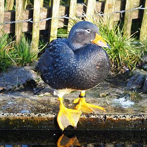 Magellanic flightless steamer duck (Tachyeres pteneres), 2022-01-30