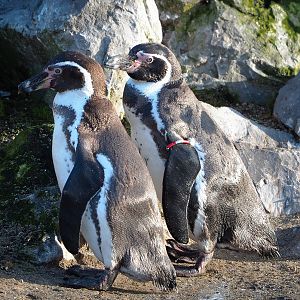 Humboldt penguins (Spheniscus humboldti), 2022-01-30
