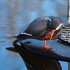 Inca tern (Larosterna inca), 2022-01-30