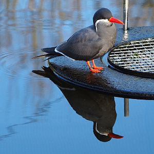 Inca tern (Larosterna inca), 2022-01-30