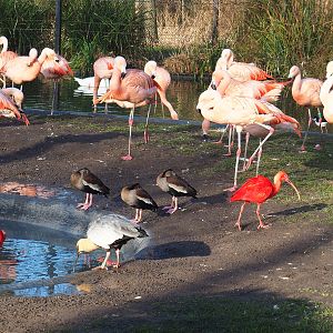 Chilean flamingos, Scarlet ibises, Black-faced ibis and Southern black-bellied whistling ducks, 2022-01-30