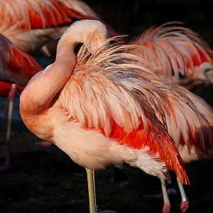 Chilean flamingo (Phoenicopterus chilensis), 2022-01-30