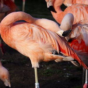 Chilean flamingo (Phoenicopterus chilensis), 2022-01-30