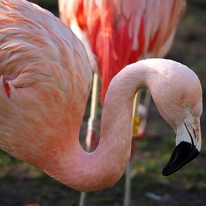 Chilean flamingo (Phoenicopterus chilensis), 2022-01-30
