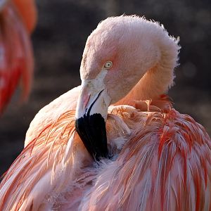 Chilean flamingo (Phoenicopterus chilensis), 2022-01-30