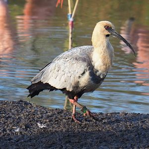 Black-faced ibis (Theristicus melanopis), 2022-01-30