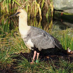 Black-faced ibis (Theristicus melanopis), 2022-01-30