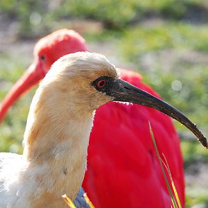 Black-faced ibis (Theristicus melanopis), 2022-01-30