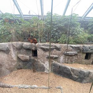 Islands - Monsoon Forest - Sumatran orangutan enclosure 221022