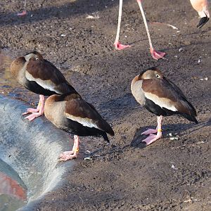 Southern black-bellied whistling ducks (Dendrocygna autumnalis autumnalis), 2022-01-30