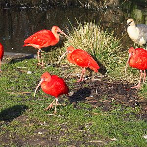 Scarlet ibises (Eudocimus ruber) and  Black-faced ibis (Theristicus melanopis), 2022-01-30