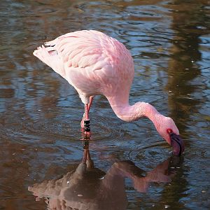 Lesser flamingo (Phoeniconaias minor), 2022-01-30