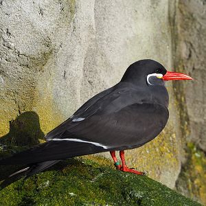 Inca tern (Larosterna inca), 2022-01-30