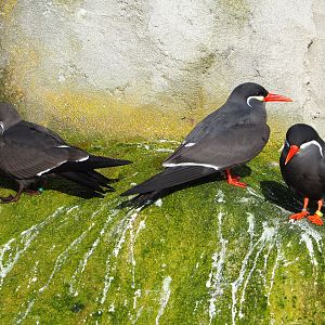 Inca terns (Larosterna inca), 2022-01-30