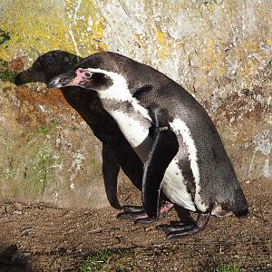 Humboldt penguin (Spheniscus humboldti), 2022-01-30