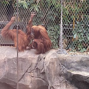 Islands - Monsoon Forest - Sumatran orangutan 221022