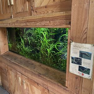 Islands - Monsoon Forest - Tentacled snake exhibit 221022