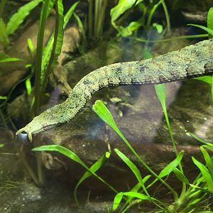 Islands - Monsoon Forest - Tentacled snake 221022