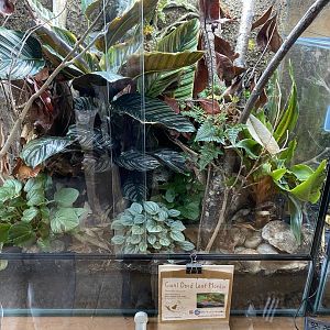 Islands - Monsoon Forest - Giant dead leaf mantis exhibit 221022