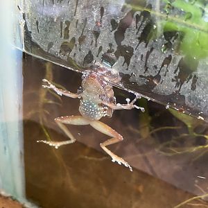 Islands - Monsoon Forest - Cinnamon frog 221022