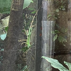 Islands - Monsoon Forest - Green crested lizard 221022