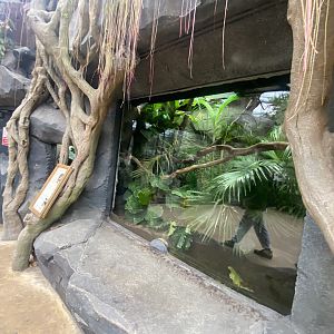 Islands - Monsoon Forest - Quince monitor exhibit 221022