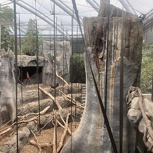 Islands - Monsoon Forest - Crested black macaque exhibit 221022